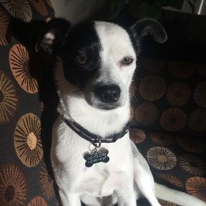 Meet your Posher, Bonnie